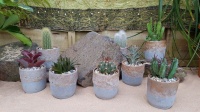 6.5cm Sahara Pot with Plant (12)